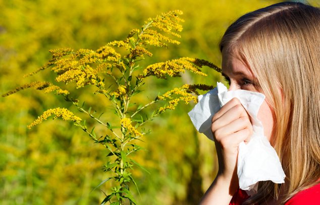 hazánkban több, mint 1 millió ember szenved a növény pollenjeitől.